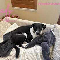 Thumbnail photo of Lady ***FOSTER HOME*** #1