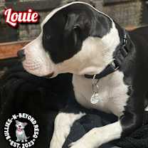 Thumbnail photo of Louie #3