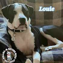 Thumbnail photo of Louie #4