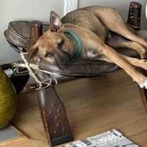 Thumbnail photo of Zeus #1