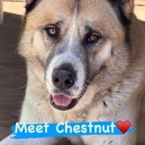 Thumbnail photo of Chestnut #1