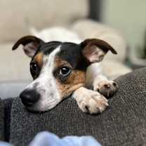 Thumbnail photo of Dillion #4