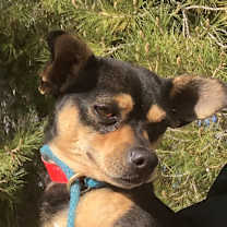 Thumbnail photo of Oso #3