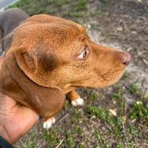 Thumbnail photo of Mylo #3