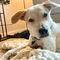 Thumbnail photo of King #2