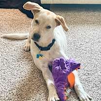 Thumbnail photo of King #3