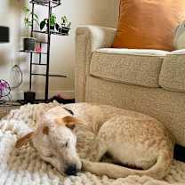 Thumbnail photo of King #4