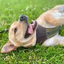 Thumbnail photo of Popcorn #1