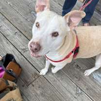 Thumbnail photo of Gracie #1