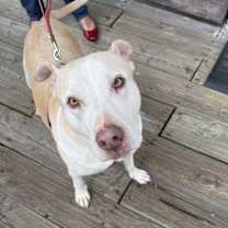 Thumbnail photo of Gracie #2