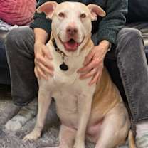 Thumbnail photo of Gracie #3