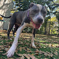 Thumbnail photo of Rex #1