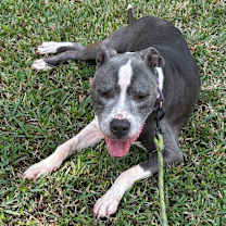 Thumbnail photo of Rex #4