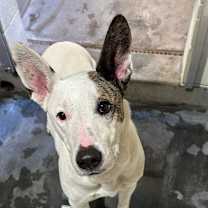 Thumbnail photo of FRANCES #3