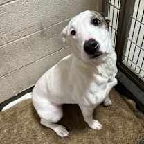 Thumbnail photo of FRANCES #4