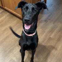 Thumbnail photo of Scarlett #3