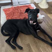 Thumbnail photo of Scarlett #4