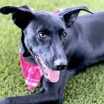 Thumbnail photo of Peggy Sue #2