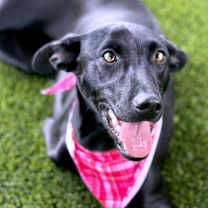 Thumbnail photo of Peggy Sue #3