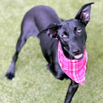 Thumbnail photo of Peggy Sue #4