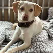 Thumbnail photo of China Coco #4