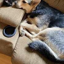 Thumbnail photo of Harley #2