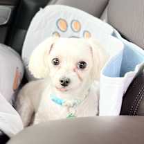 Thumbnail photo of Joy #1