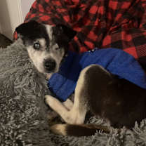 Thumbnail photo of Wright #1