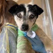 Thumbnail photo of Wright #3