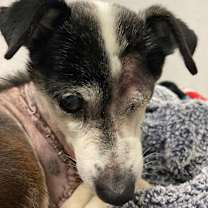 Thumbnail photo of Wright #4