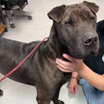 Thumbnail photo of Mowgli #1