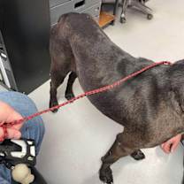 Thumbnail photo of Mowgli #2