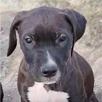 Thumbnail photo of Ashton #1