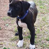 Thumbnail photo of Ashton #2