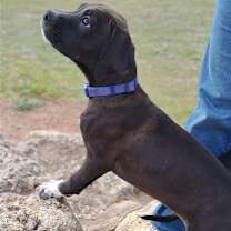 Thumbnail photo of Ashton #4