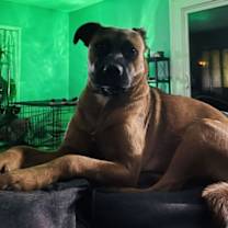 Thumbnail photo of Raven #2