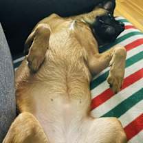 Thumbnail photo of Raven #3