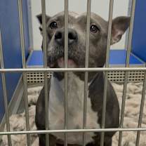 Thumbnail photo of Sheba #3