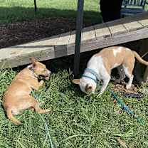 Thumbnail photo of Lilo #3