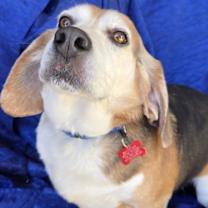 Thumbnail photo of Ace The Adorable Beagle! #2