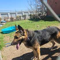 Thumbnail photo of Athena #2