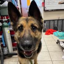 Thumbnail photo of Athena #3