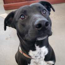 Thumbnail photo of Cheesecake #1