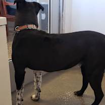 Thumbnail photo of Cheesecake #4