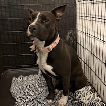 Thumbnail photo of Estrella #2