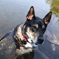 Thumbnail photo of Thor #3