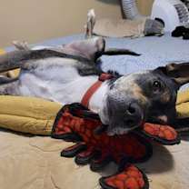 Thumbnail photo of Thor #4