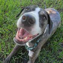 Thumbnail photo of Kora #4