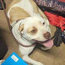 Thumbnail photo of Indi #3