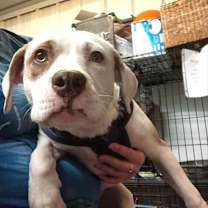 Thumbnail photo of Indi #4